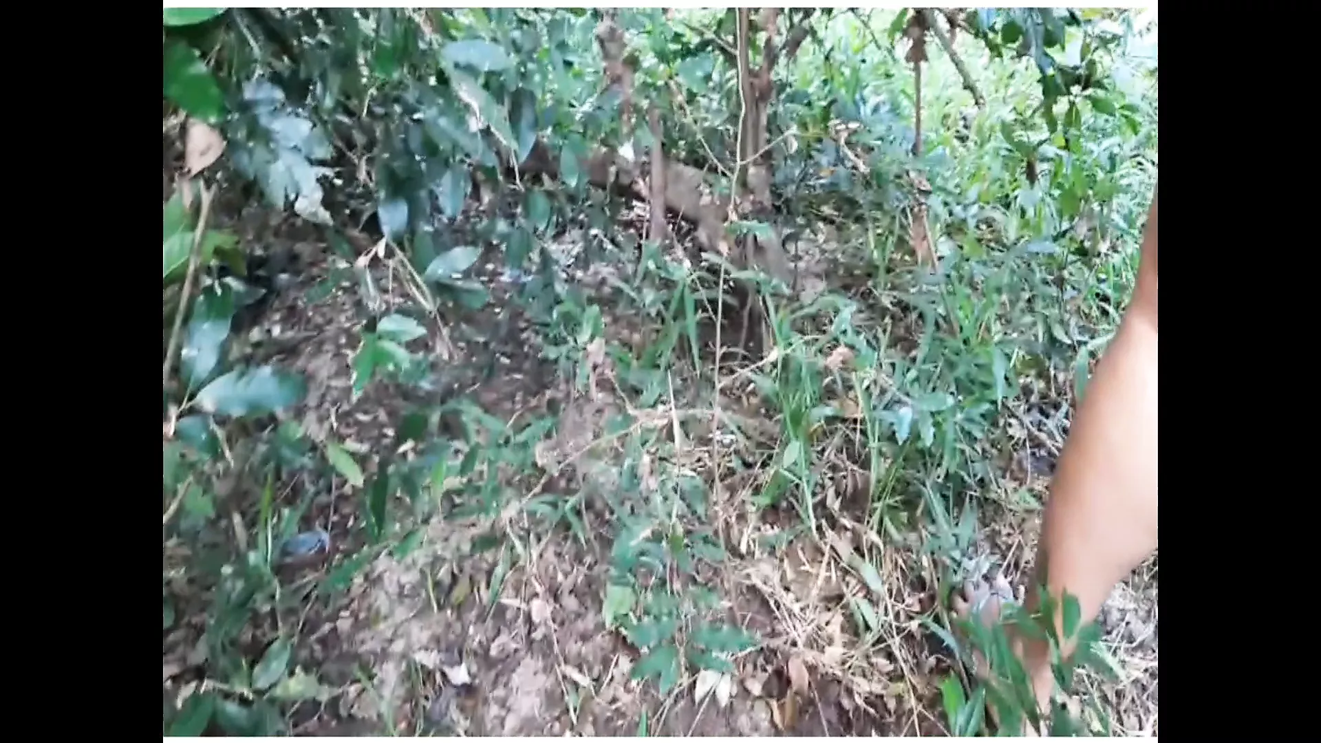 STRANGER FUCKS AUNTY in the JUNGLE