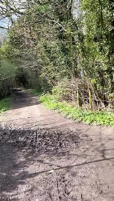 Wanking a stranger in the woods