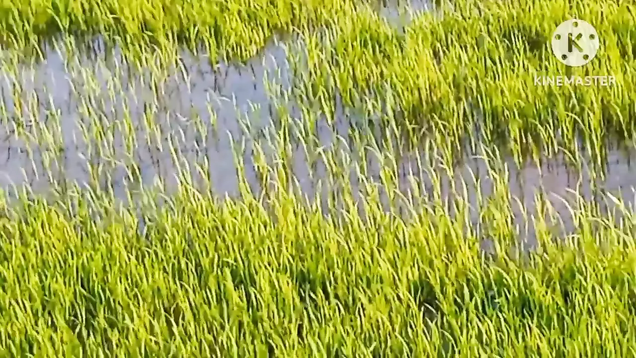 Grandpa went to do chudai while farming