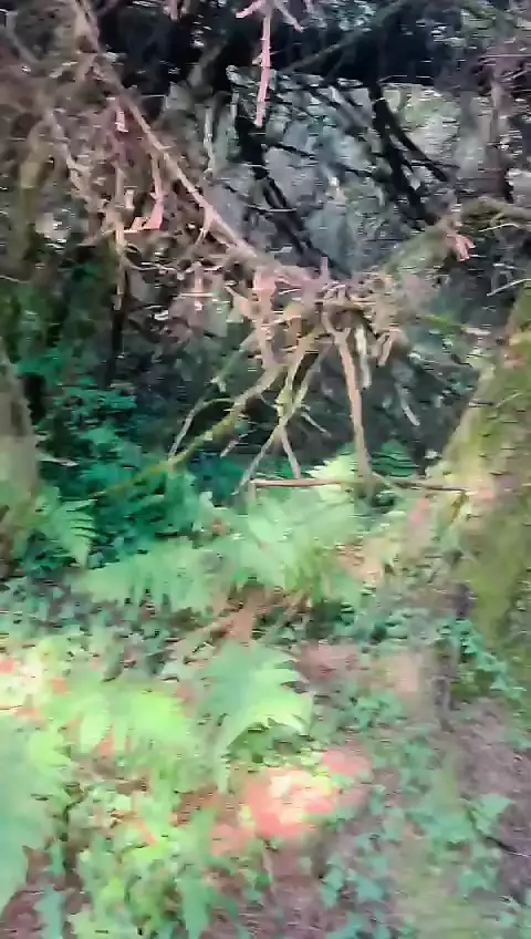 Fucking a BBW from behind in the woods whilst Dogging