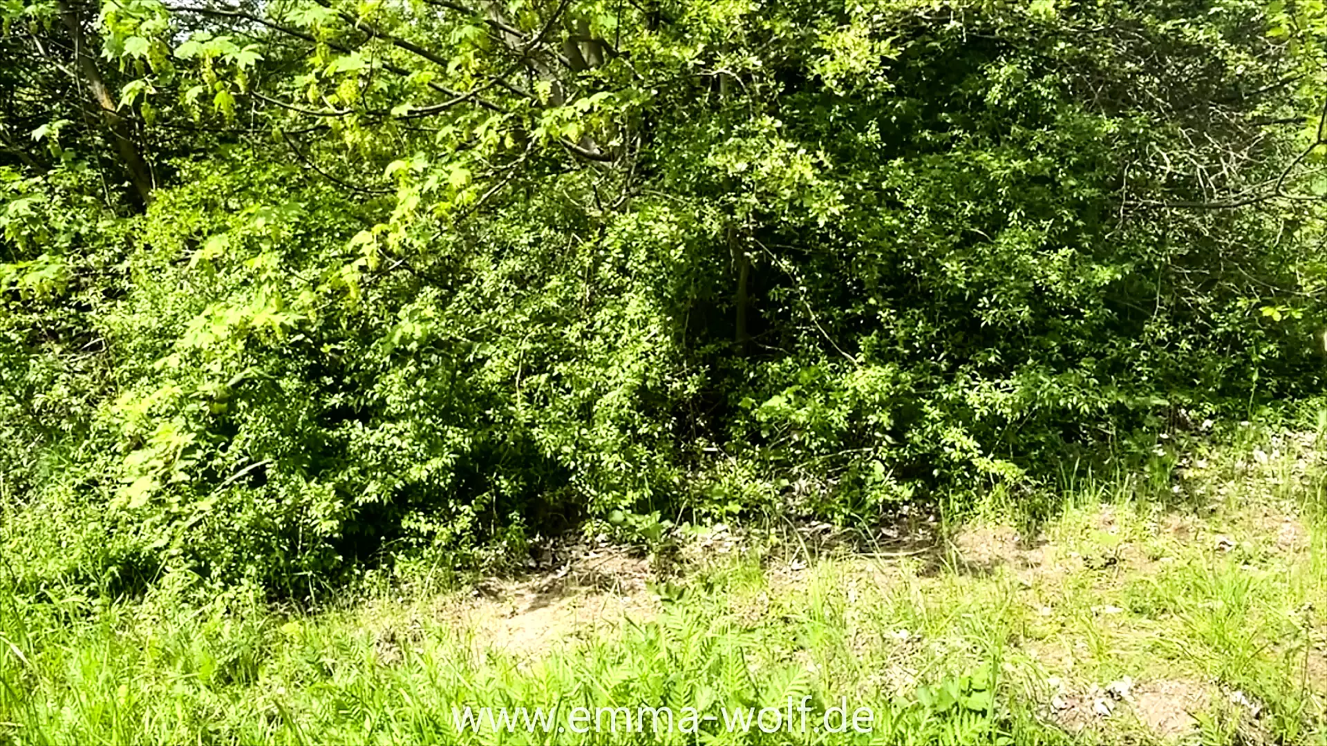 Slut?!? Spontaneous outdoor Blowjob!
